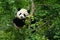 Young panda waiting in a tree