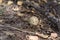 Young panthercap mushroom with brown lightly spotted, domed cap