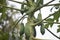 Young papaya fruit still hanging on the tree