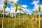 Young papaya garden with mountain in background under beautiful blue cloudy sky. Tubuai island, French Polynesia, Oceania.