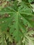 Young papaya leaves are fresh green