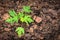 Young papaya tree