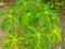 Young papaya tree in the photo from above