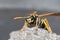 A young Paper Wasp Queen builds a nest to start a new colony