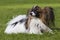 Young papillion dog on the grass