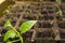 Young paprika sprout in a peat pots on a windowsill