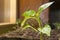 Young paprika sprout in a peat pots on a windowsill