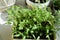 young paprika and tomato plants in the same pot