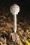 Young parasol mushroom