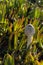 Young Parasol Mushroom