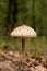 Young Parasol mushroom