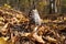 Young parasol mushroom Macrolepiota procera or Lepiota procera growing in forest