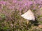 Young parasol mushroom, Macrolepiota procera, and purple heath i