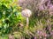 Young parasol mushroom, Macrolepiota procera, with spherical cap