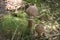 A young parasol mushrooms with still unopened cap