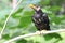 A young parrot is perching on a tree branch.