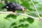 A young parrot is perching on a tree branch.