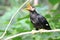 A young parrot is perching on a tree branch.