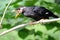 A young parrot is perching on a tree branch.