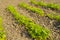 Young parsley bed. The first vegetables in the garden in early spring. Eco cultivation on raised beds without the use of
