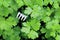 Young parsley on garden bed with dew drops close-up