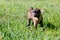 Young part pygmy goat kid standing in the grass