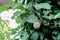 Young Passion fruit on tree in garden