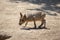 Young patagonian hare sniffing in the sand