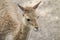 Young patagonian Lama Guanaco portrait, south america, wildlife