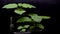 Young paulownia saplings in nursery video 4k.