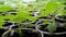 Young paulownia saplings in nursery video 4k.