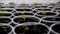 Young paulownia saplings in nursery video 4k.