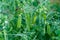 Young pea bush with unripe pods. Close up