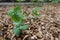 young pea plant growing in a raised wooden bed with mulch of shredded wood chips