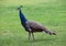 Young peacock on a green lawn