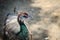 Young peacock male with blue plumage in peacock breeding farm. B