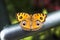 Young peacock pansy, an orange spotty wing butterfly, on a steel bar