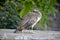 Young peacock standing