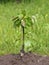 Young pear tree