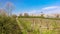 Young pear trees in Belgium