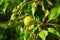 Young pears grow on a branch