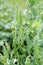 Young peas growing in the garden