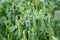 Young peas growing in the garden