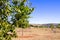 Young pecan nut trees on a farm