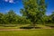 Young Pecan Tree Orchard