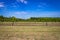 Young Pecan Tree Orchard