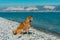 Young pedigree dog resting on the beach. Red shiba inu dog sitting near the black sea in Novorossiysk