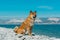 Young pedigree dog resting on the beach. Red shiba inu dog sitting near the black sea in Novorossiysk