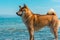 Young pedigree dog resting on the beach. Red shiba inu dog standing in the black sea in Novorossiysk