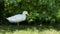Young peking duck under green bush